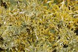 Sharp Wulfenite & Green Botryoidal Mimetite Association - Mexico #356695-1